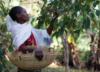 A woman picking fruits from a tree