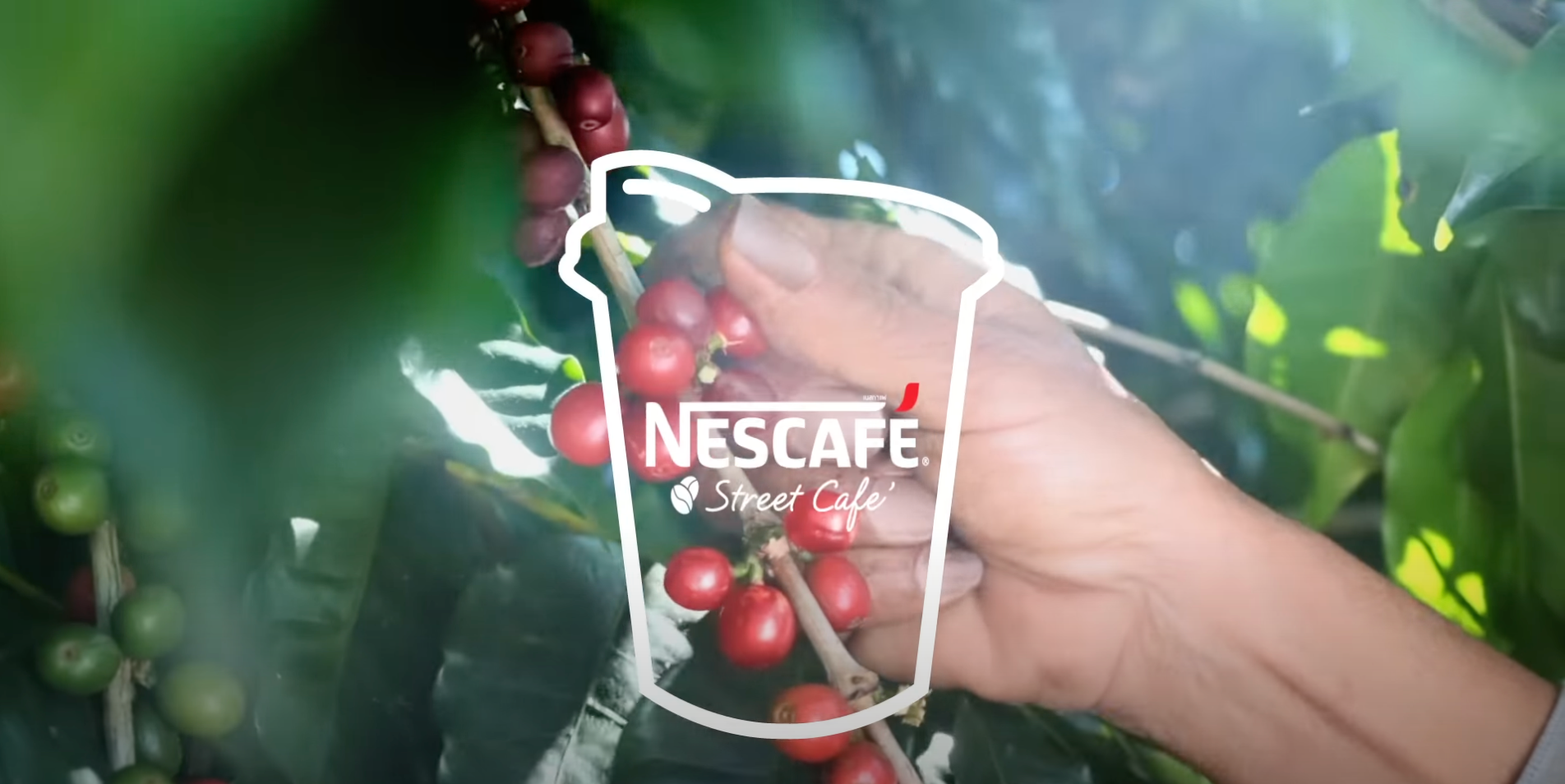 ใหม่! เมล็ดกาแฟสดเนสกาแฟ Single-origin Chiang Rai