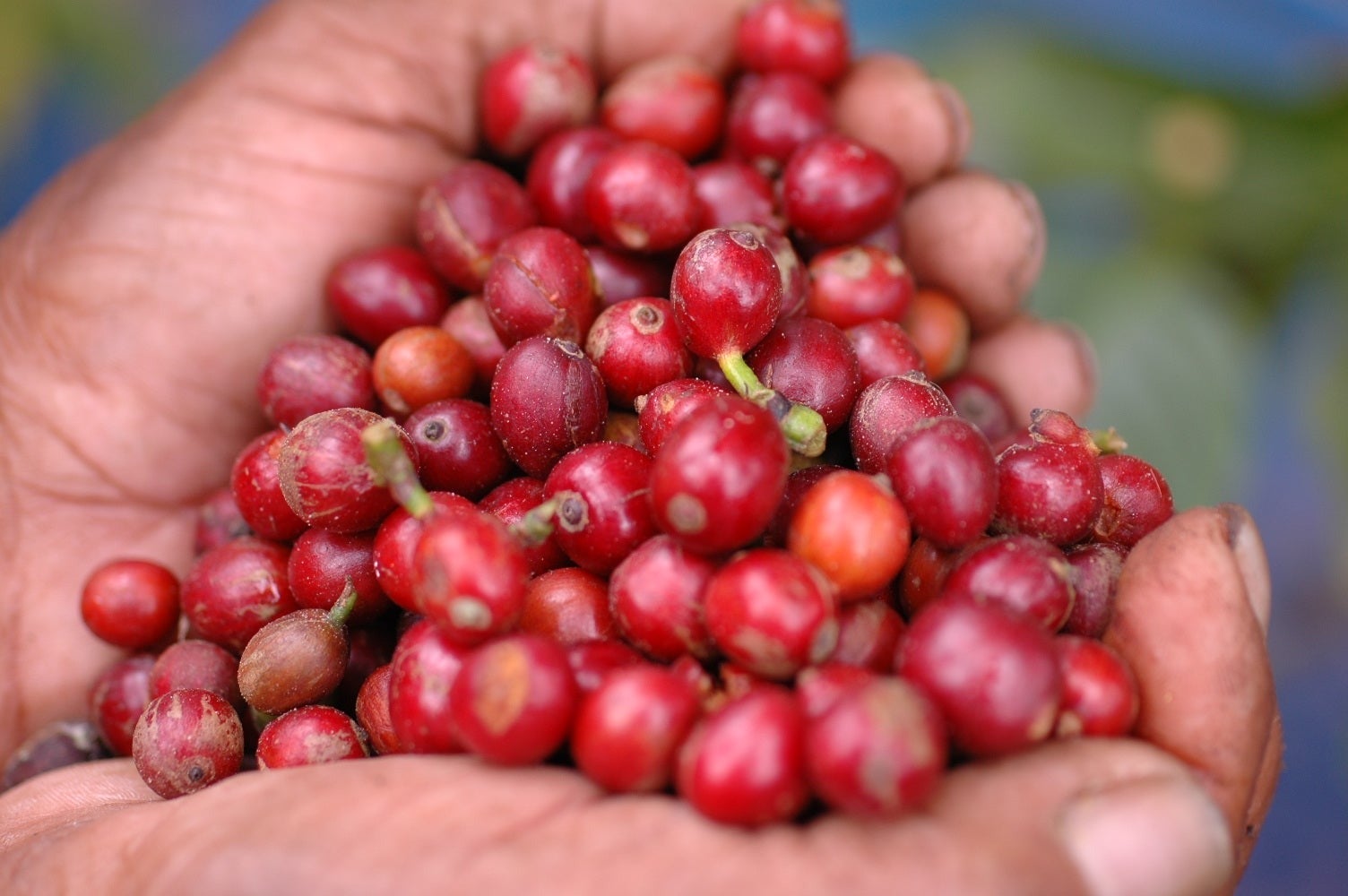 เมล็ดกาแฟสำหรับธุรกิจร้านอาหาร